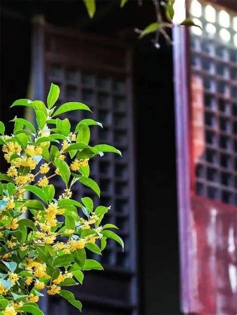 桂林桂花|秋日“仪式感”来了 桂林又闻桂花香 目前开了一成左右 全面盛开还。